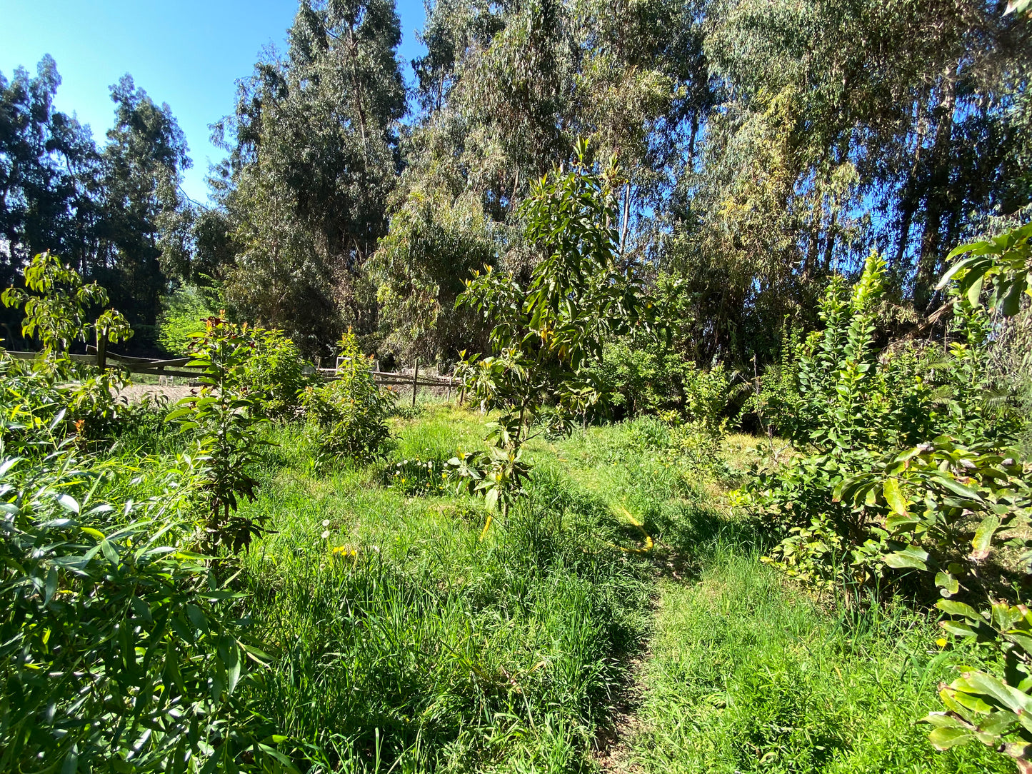 PARCELA EDEN REGIÓN METROPOLITANA TALAGANTE
