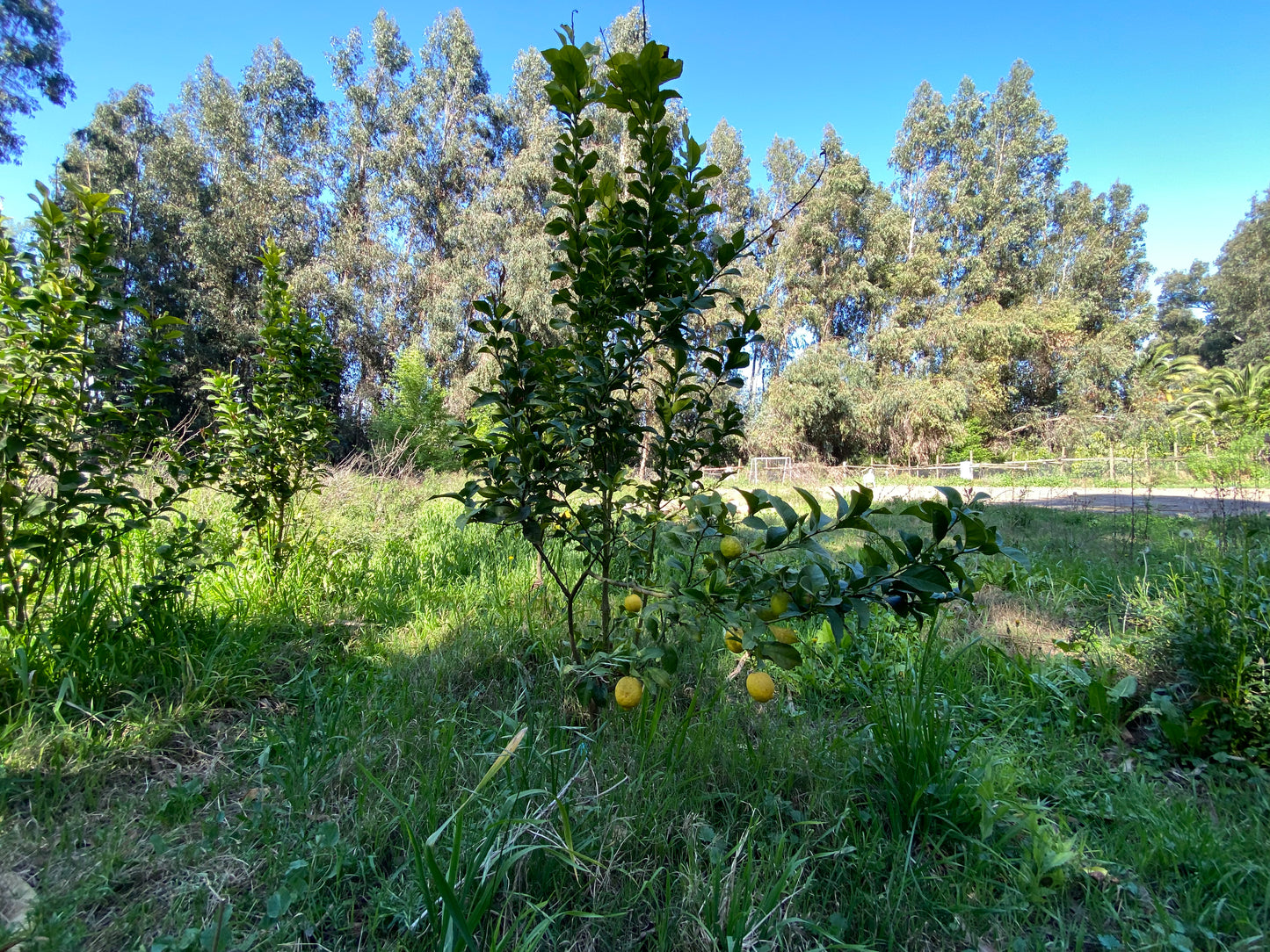 PARCELA EDEN REGIÓN METROPOLITANA TALAGANTE