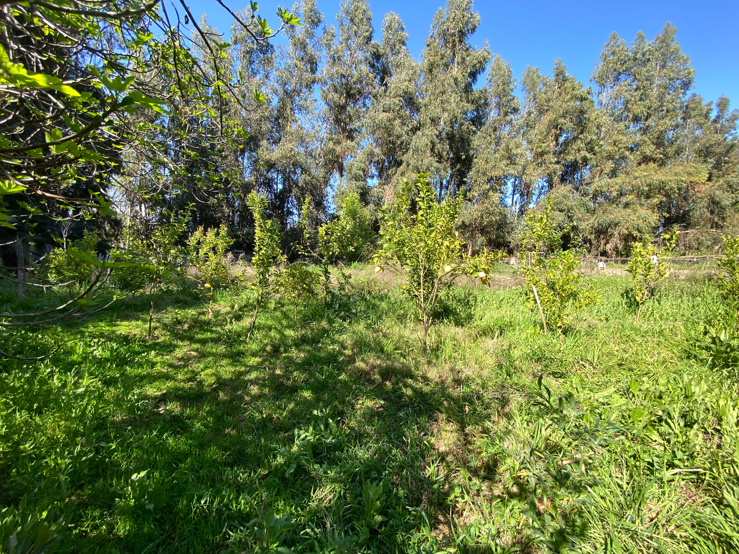 PARCELA EDEN REGIÓN METROPOLITANA TALAGANTE